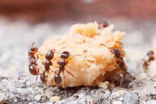 3M Years Before Humans, Ants Were Farmers
