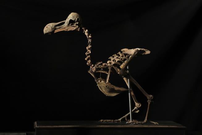 100-Year First: 'Extremely Rare' Dodo Skeleton Sold