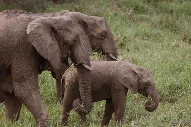 Elephants Increasingly Born Tuskless Due to Poaching