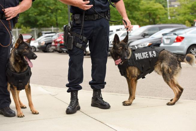 First It Killed Prince. Now Potent Drug Is Harming Police Dogs