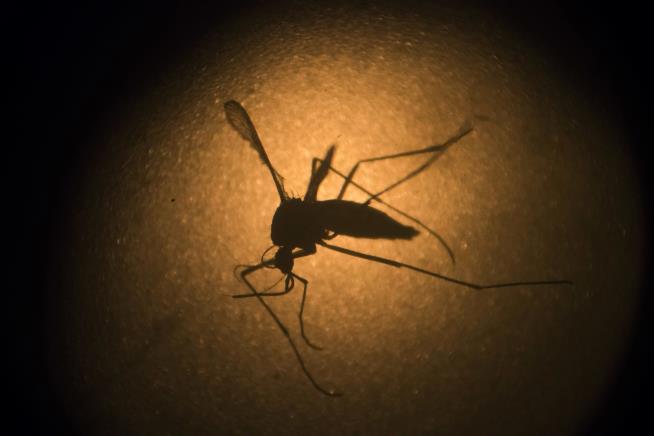 A 'Likely' First in Texas: Zika Spread by Local Mosquito