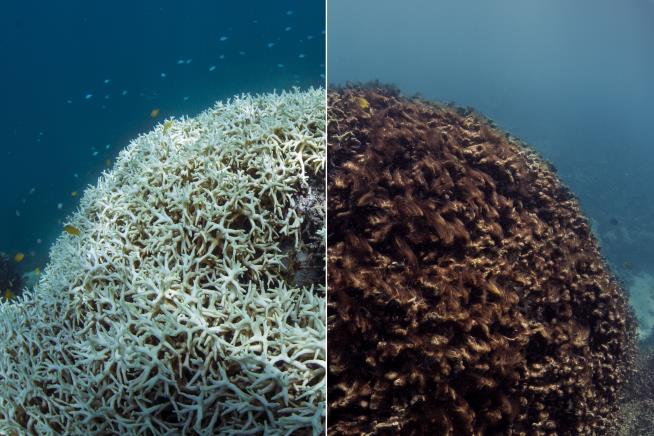 Great Barrier Reef Lost 22% of Its Coral This Year