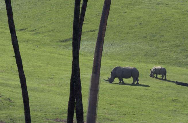 San Diego Zoo Finds Poacher's Bullet in Rhino