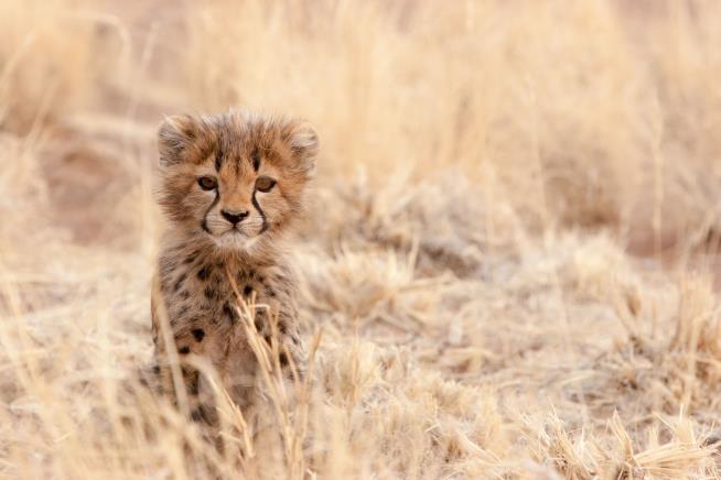 World's Fastest Land Animal Is Dwindling Rapidly