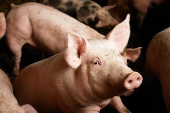 Scientists Create Embryos That Are Part Pig and Part Human