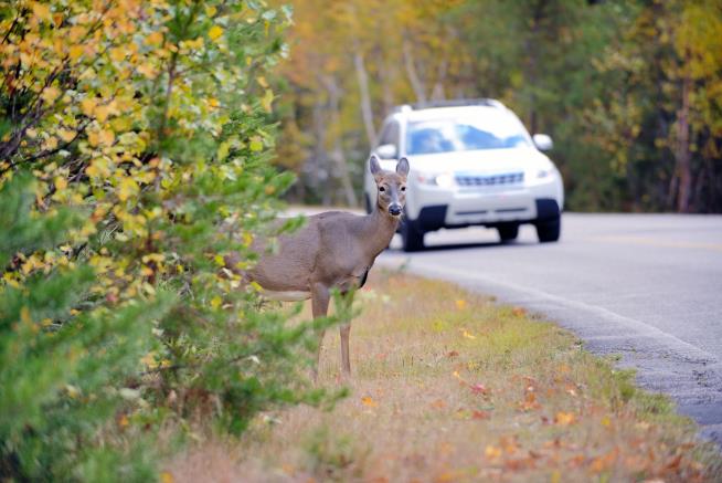 Man Blames Hypothetical Deer for Speeding Ticket