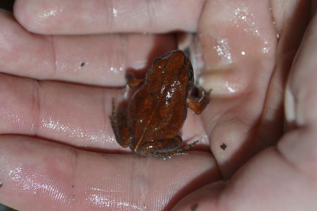 A Frog Feared Extinct Just Turned Up