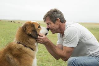 Humane Group Debunks Video Alleging Mistreated Movie Dog