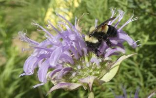 White House May Have Doomed Bumblebee Species