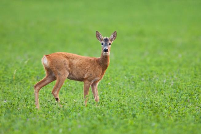 Jet Hits Deer on Takeoff, Returns to Airport Leaking Fuel
