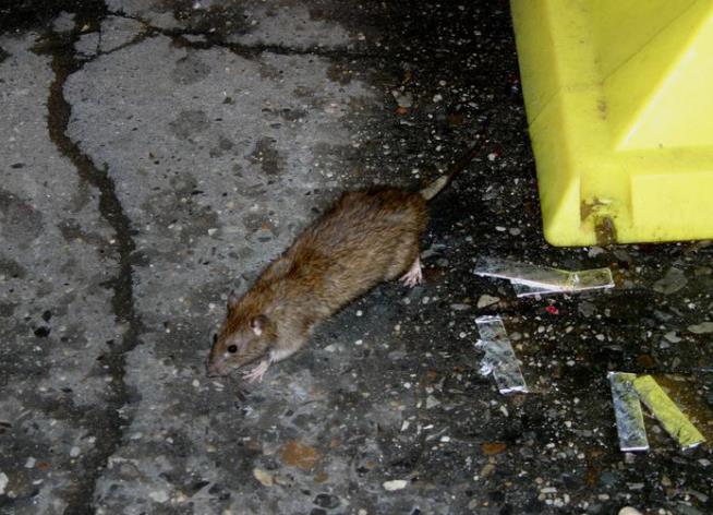 NYC Rats Blamed for Deadly Illness