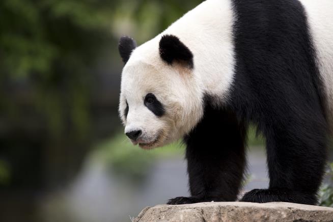A Goodbye for Bao Bao: Cub Heads to China