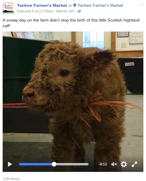 Cute Calf Video Draws Activists Fearful of Animal's Fate