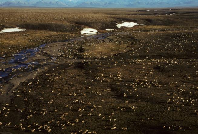 Lawmakers Renew Push for Drilling in Alaska Wildlife Refuge