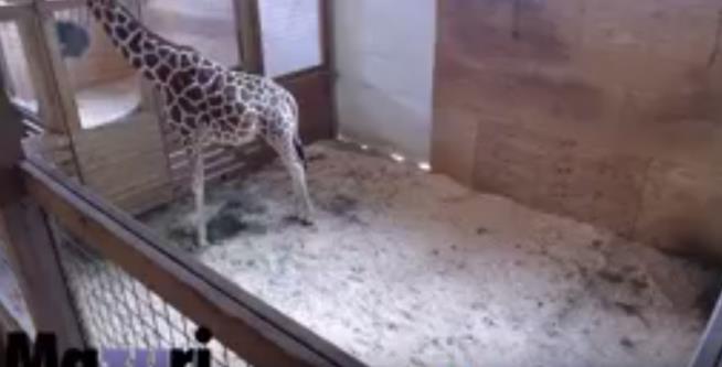 Vid of Pregnant Giraffe Yanked for Being Too Sexual