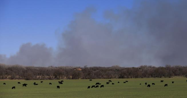Thousands of Cattle Killed in Kansas Wildfires
