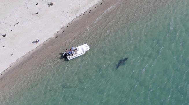Cape Cod's Hot New Tourists: Great Whites
