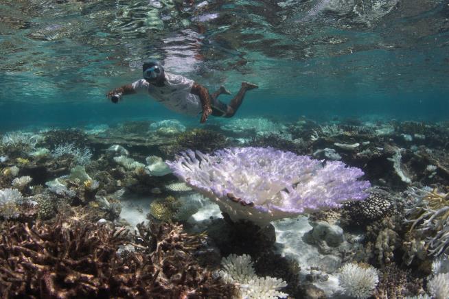 Scientists Warn That Coral Reefs Face Total Wipeout