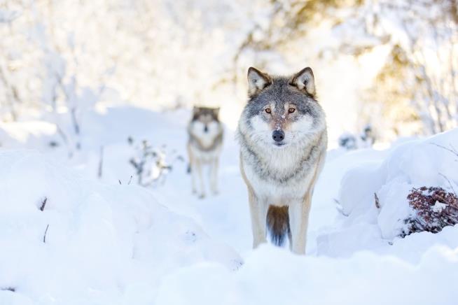 4-Year-Old Braves Siberian Wolves, Snow to Help Grandma