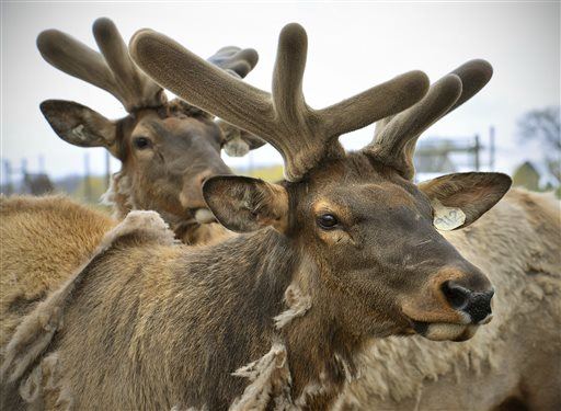 2 Hunters Sentenced for Poaching Elk for TV Show