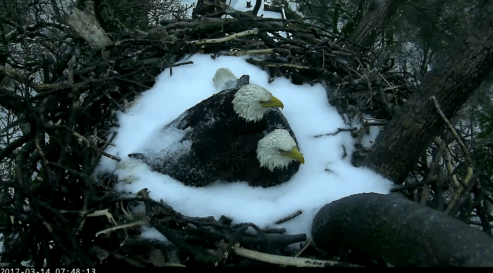 DC Bald Eagles Snuggle to Protect Eggs Amid Storm