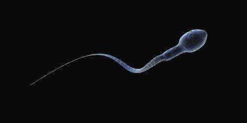 Scientists Unravel Secrets of How Sperm Swim