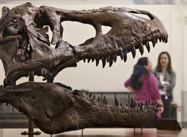 New Idea Shakes Up Dinosaur Family Tree for T. Rex, Others