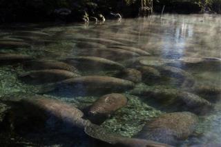 Manatees Officially Off Endangered List