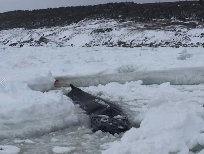 Whale Trapped in Ice 'Crying Like a Baby'