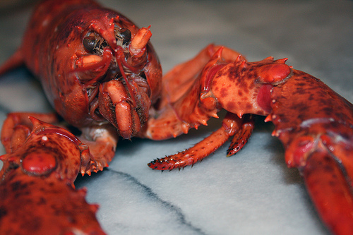 Dear Lobster, I Hardly Knew Ye