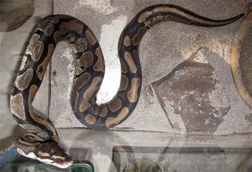 SD Man Busted for Not Having Snake on a Leash