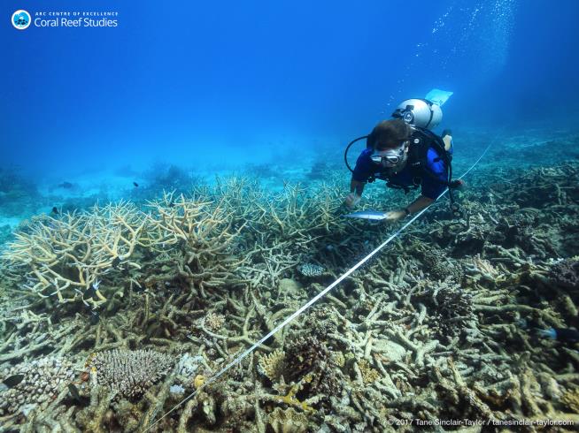 Only a Third of Great Barrier Reef Now Undamaged