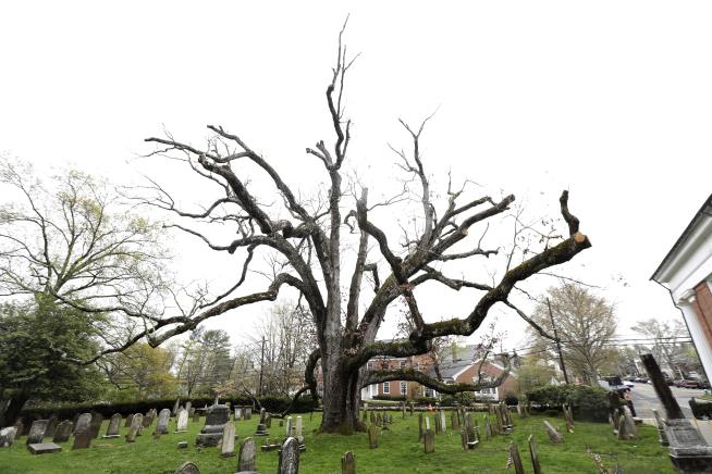 NJ Town's Iconic 600-Year-Old Tree Will Fall