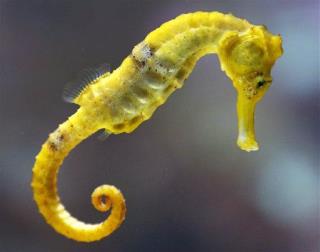New Study Is Bad News for Seahorses