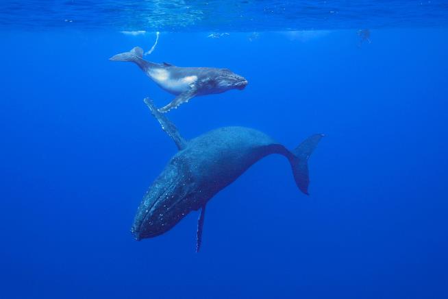Baby Humpback Whales 'Whisper' to Their Moms