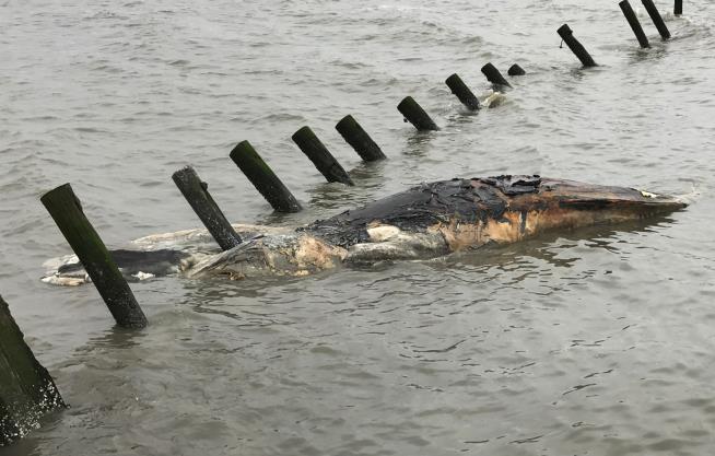 High Numbers of Humpback Whales Dying Off Atlantic Coast