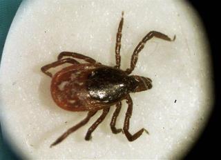 Deadly Tick Disease Makes Lyme Look Like Child's Play