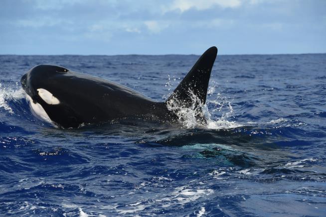 Dead Killer Whale: 'One of Most Contaminated Animals on Planet'
