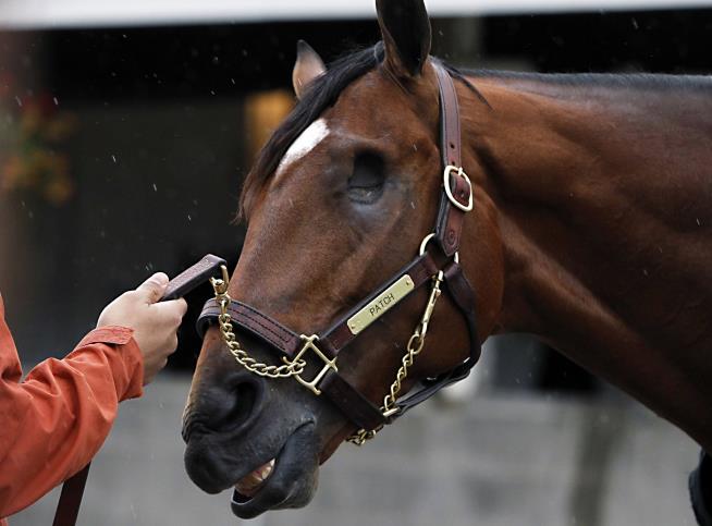 One-Eyed Horse Sets Sights on Historic Kentucky Derby Win