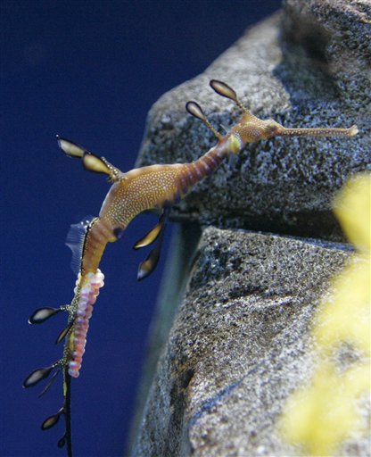 Zoo Rarity: Male Sea Dragon Pregnant