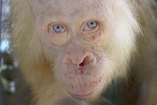 Internet Picks Name for Albino Orangutan