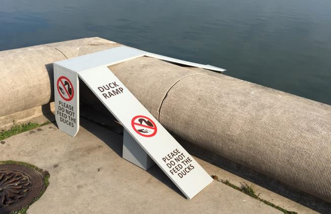 Twitter Scolds Lawmaker Ruffled by a Duck Ramp