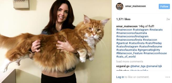 Ridiculously Large Cat May Be World's Longest