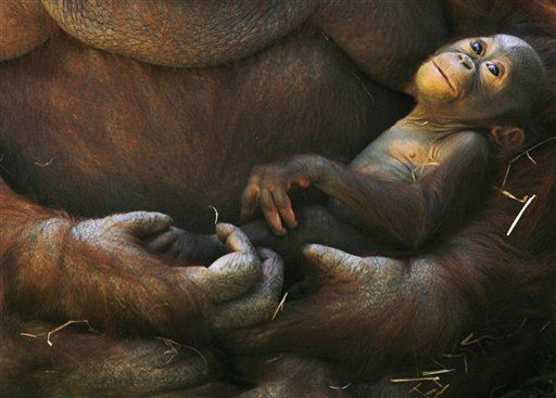 This Is the Longest-Nursing of Any Primate