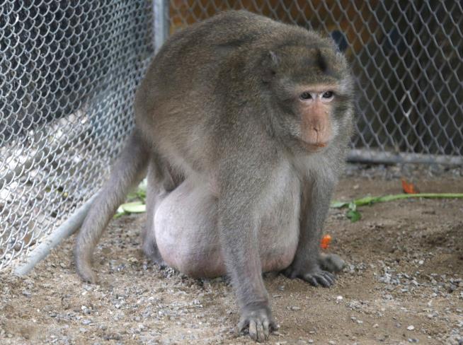 Thailand's Chunky Monkey on Diet After Gorging on Junk Food