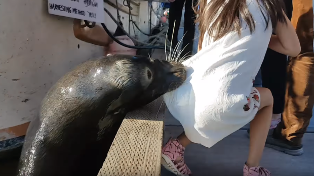 After Crazy Sea Lion Video, Don't Blame the Sea Lion