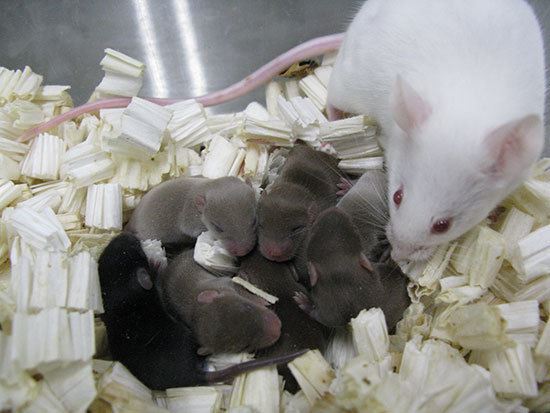 Sperm From Space Yields Healthy Mice