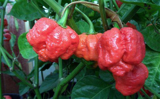 Eating World's Hottest Chili Could Be Fatal
