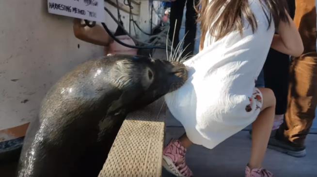 Girl's Dad: Don't Blame Us for Sea Lion Snatch