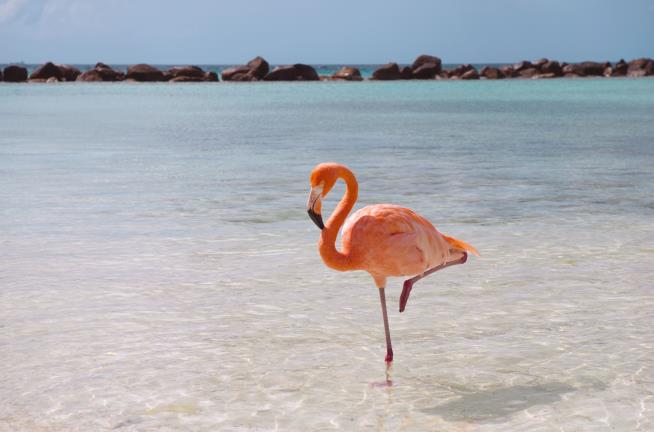 Flamingo's One-Legged Mystery, (Somewhat) Solved
